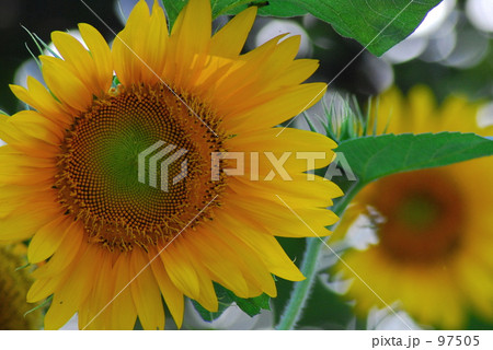 ひまわりが見てるよ！ 97505