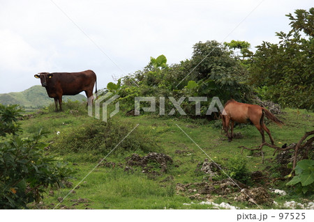 絵画的景色（沖縄県石垣市） 97525