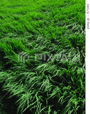 風を見たかい？ 97580