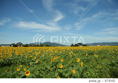 ひまわり ひまわり 97640