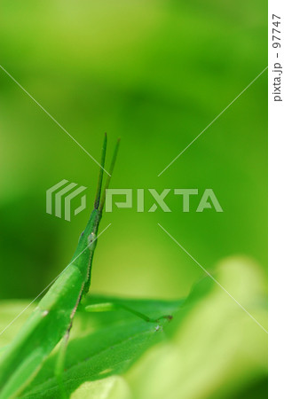 green on green green on green 97747