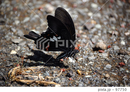 アゲハチョウの産卵 97750
