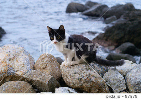 海辺の子猫２ 97879