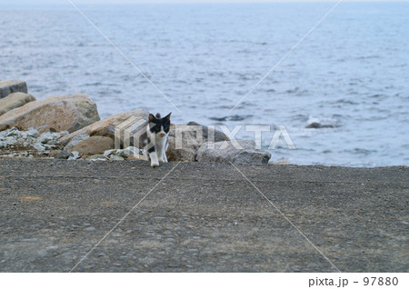 海辺の子猫３ 97880