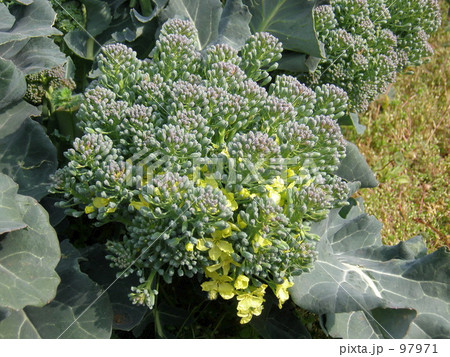 ブロッコリー 97971