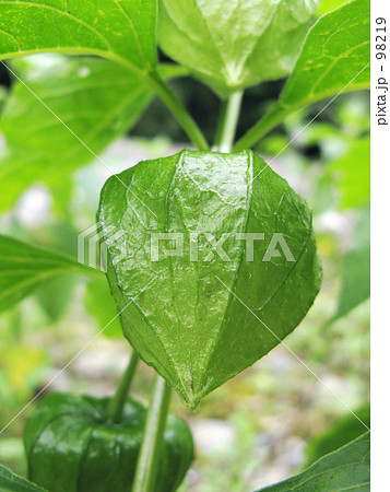 青いホオズキ 98219