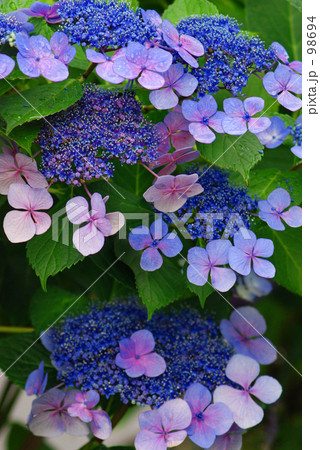 がくあじさい 3 がくあじさい 3 98694