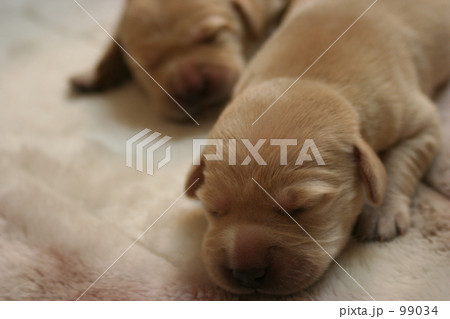 ゴールデンレトリバー 子犬 99034