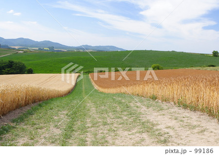 畑を貫く道Ⅱ 99186