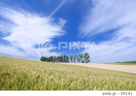 赤麦の丘Ⅳ 99191