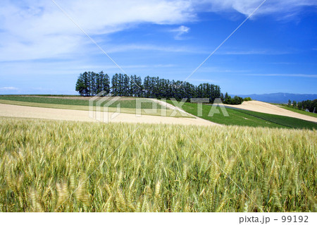 赤麦の丘Ⅵ 99192