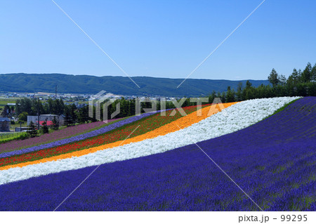 color of flower color of flower 99295
