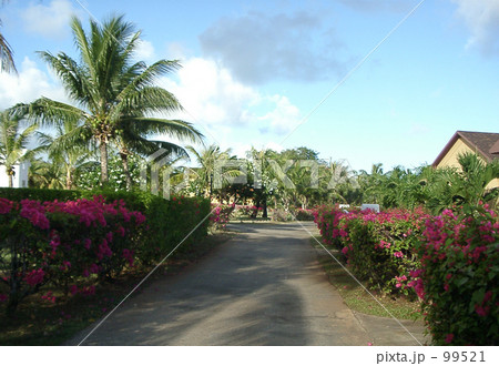南国風景 南国風景 99521