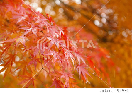 もみじ もみじ 99976