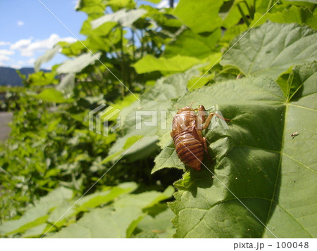 ぬけがら2 100048