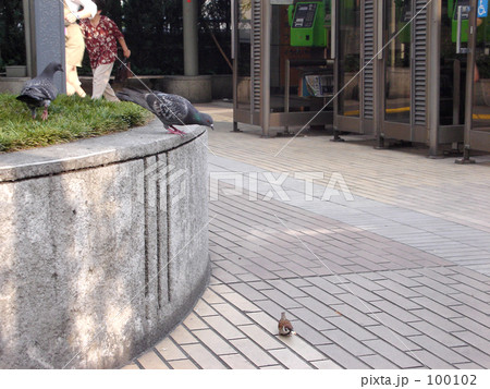 ハトVSスズメ ハトVSスズメ 100102