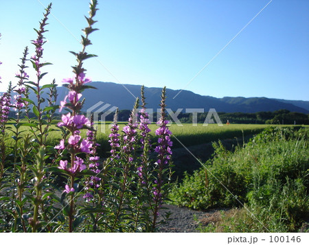 田園風景７ 100146