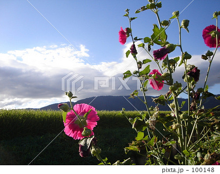 立ち葵、斜光を浴びて。 100148