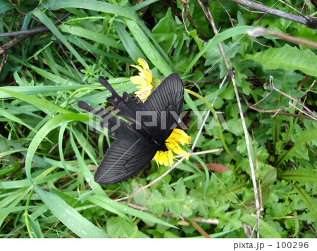 クロアゲハ クロアゲハ 100296