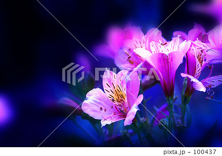 アルストロエメリア アルストロエメリア 100437