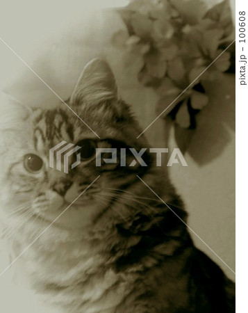 セピア猫。 100608