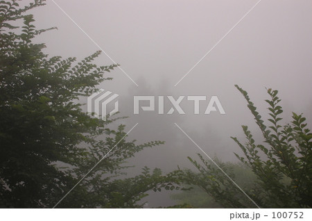霧の林 100752