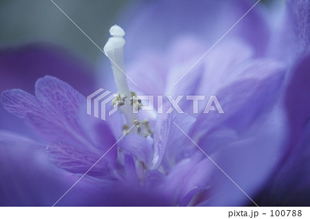 紫の槿 紫の槿 100788