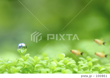 熱帯魚と光合成 熱帯魚と光合成 100861