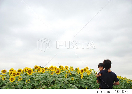 ひまわり畑の親子 100875
