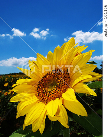 ヒマワリ 101156