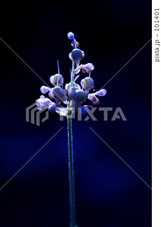 ヤブミョウガ 101401