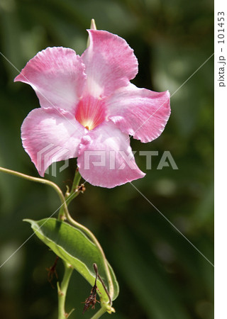 マンデビラ マンデビラ 101453