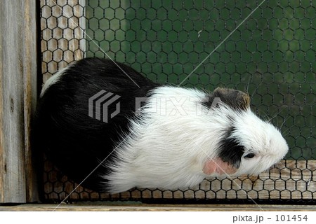モルモット 101454