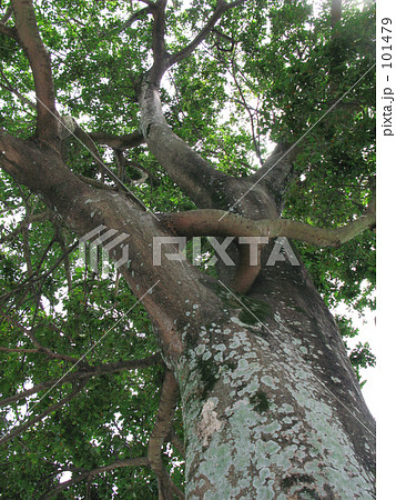 大きな椋の木 101479