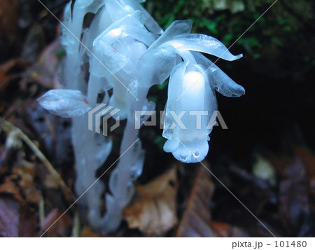 森の幽玄 森の幽玄 101480