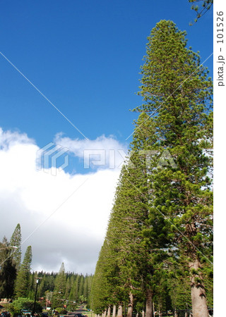 ノーフォーク松 101526