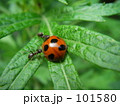てんとう虫とあり 101580