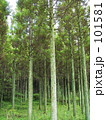 森 101581