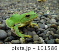 カエル 101586