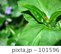てんとう虫 101596