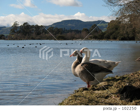 湖畔でひととき 湖畔でひととき 102250