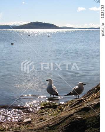 カモメのある風景：大きな樹の下で 102252