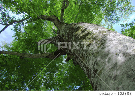 世界遺産 白神山地 マザーツリー 102308
