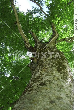 世界遺産 白神山地 マザーツリー 世界遺産 白神山地 マザーツリー 102320