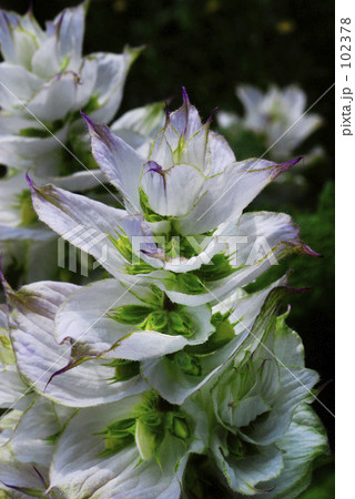 ドレスをまとって・・・ 102378