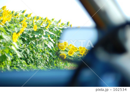 車から見るひまわり 102534