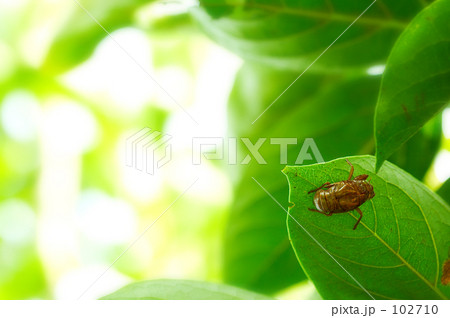 夏のひと時 102710