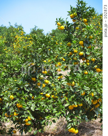 ミカン山 ミカン山 102873