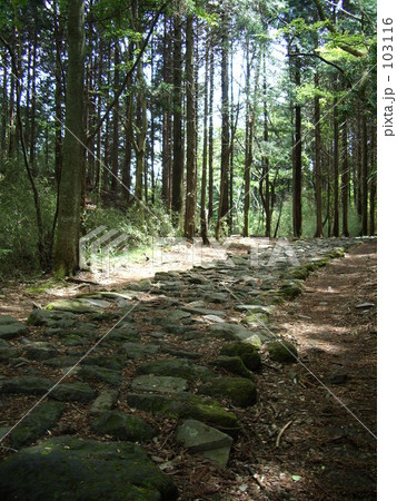 箱根旧街道石畳 箱根旧街道石畳 103116