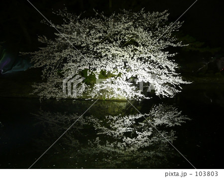 夜桜 夜桜 103803